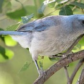 Mexican Jay